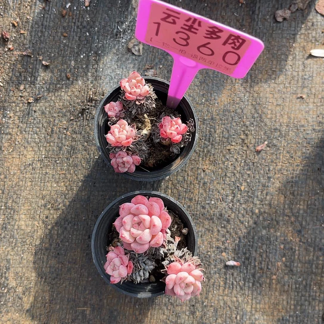 芽***芽云尘多肉一物一拍 1360,