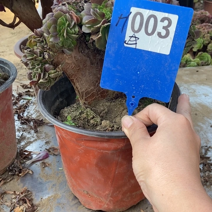 襄***发003欧紫缀化老桩老桩浪浴