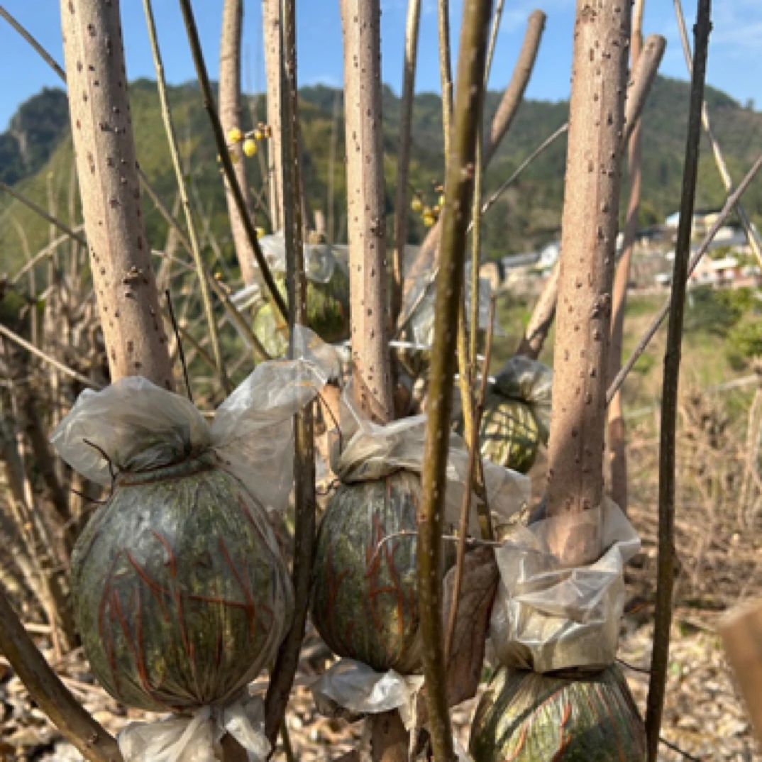 高坨素心蜡梅树直杆