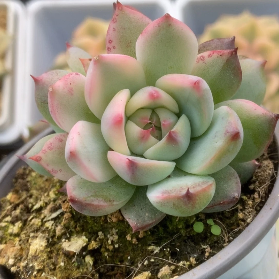 076锦锦锦锦锦锦锦锦锦