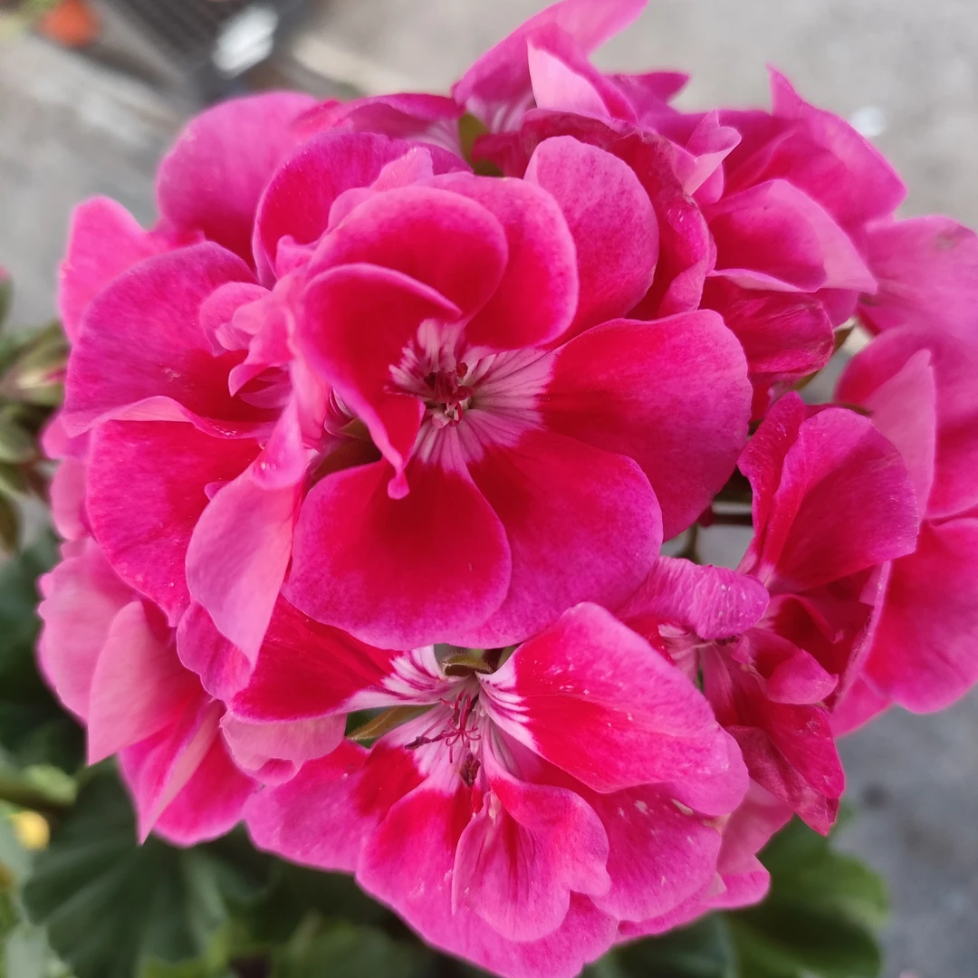 迪奥王子大花球勤花耐热好养天竺葵