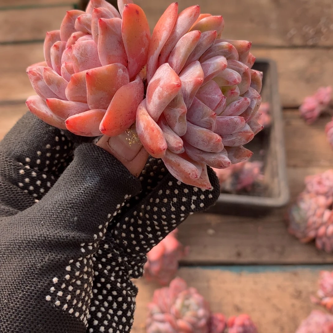 石榴籽哈哈哈哈哈哈哈哈！冰玉