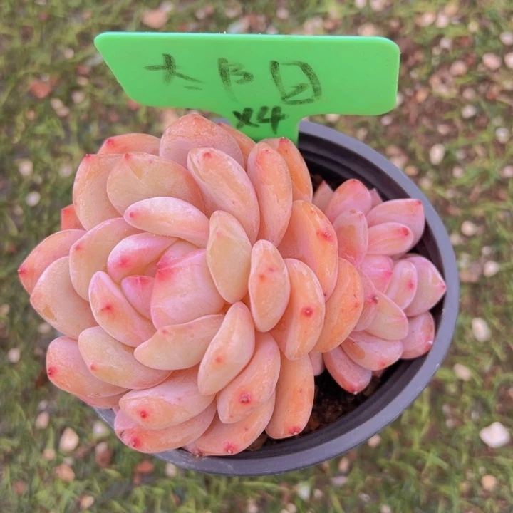 健健康康平平安安