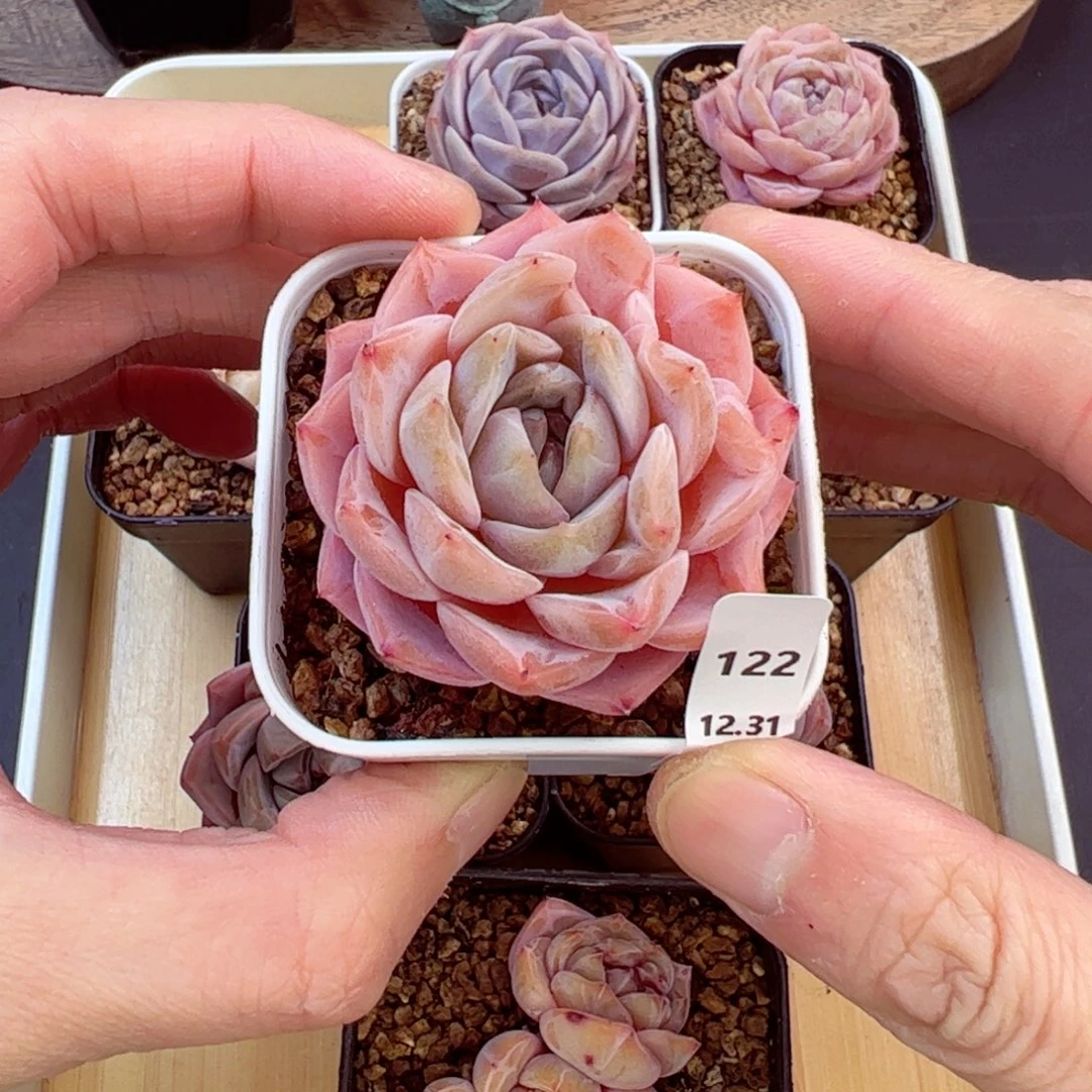 好好看122、哈哈哈哈