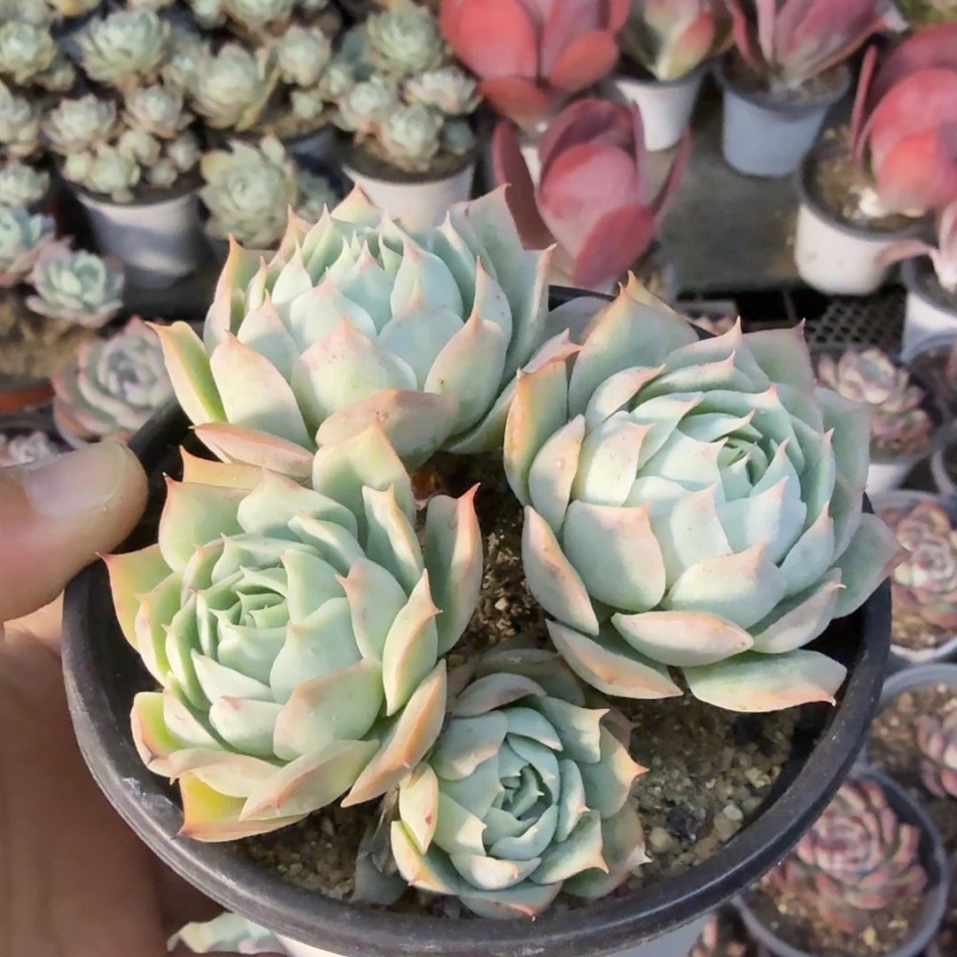 621十公分无砍霜莲满20包邮