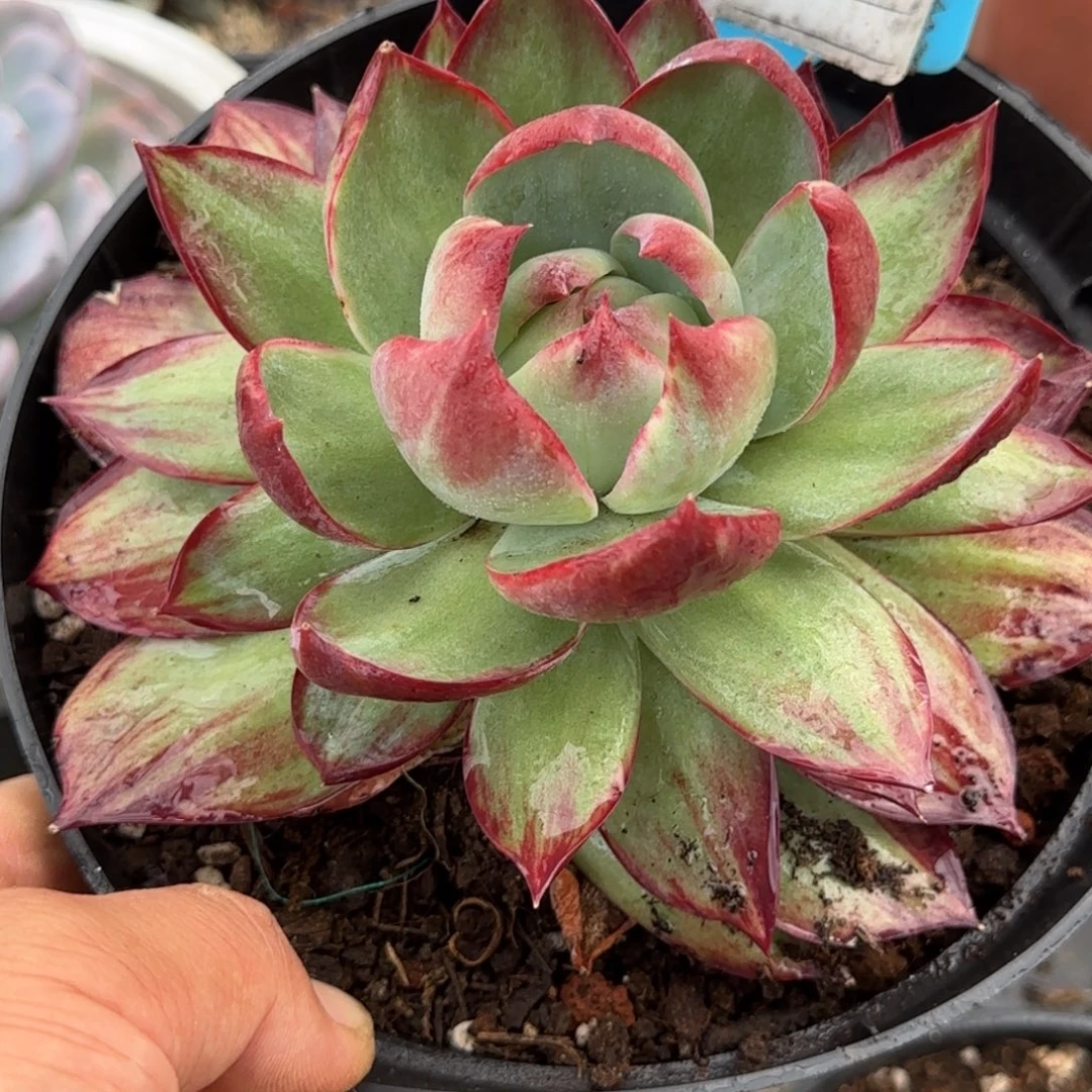 惊鸿一物一拍包装收缩花旱958