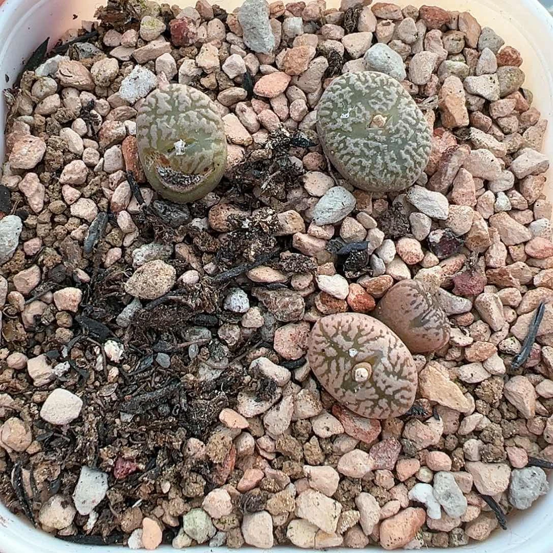 多肉肉锥 专拍 鸟哈尼