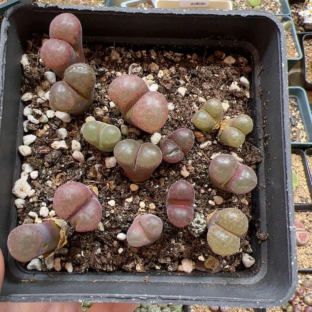 【闪购商品】321 风铃
