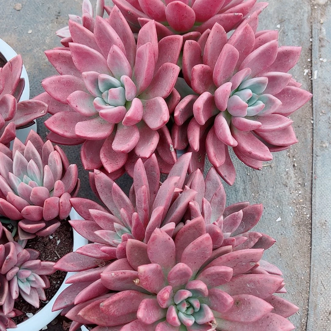 桃花源超级大三大头起发精品