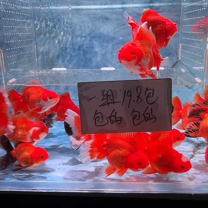 海水鱼短尾将军泰狮