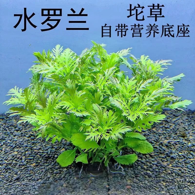 买一送一【水罗兰大坨】新手水草净化水质鱼缸造景增氧