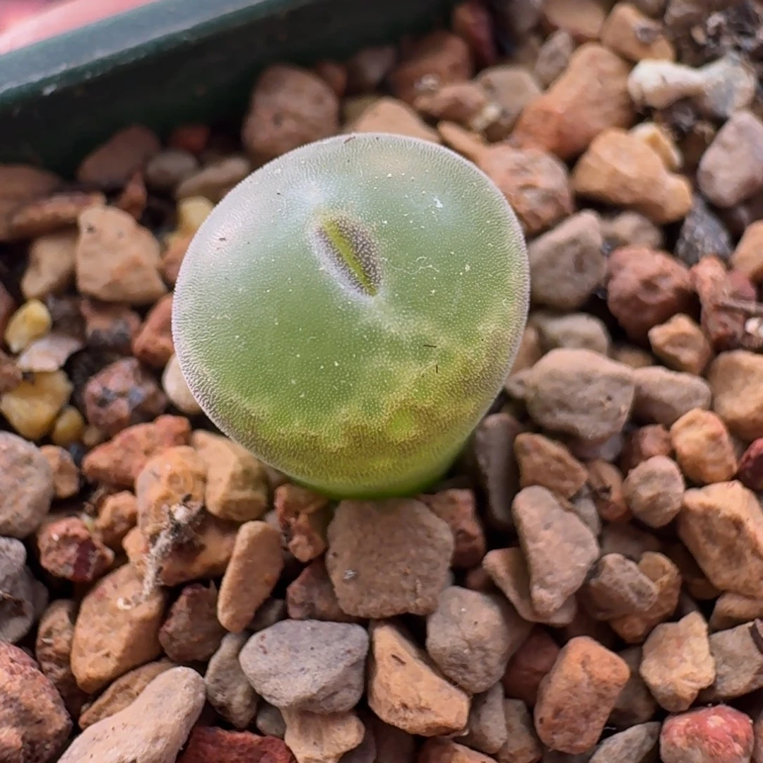 云缦精品番杏6.1 安格