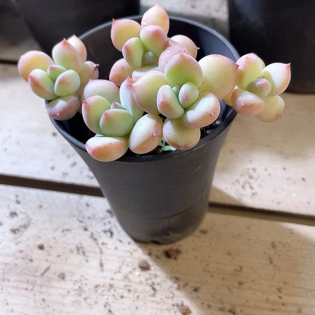 小****3041  蜜糖 六月六