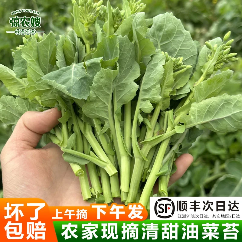 油菜苔新鲜现摘油菜尖江苏农家露天种植油菜花油菜头菜心菜苔