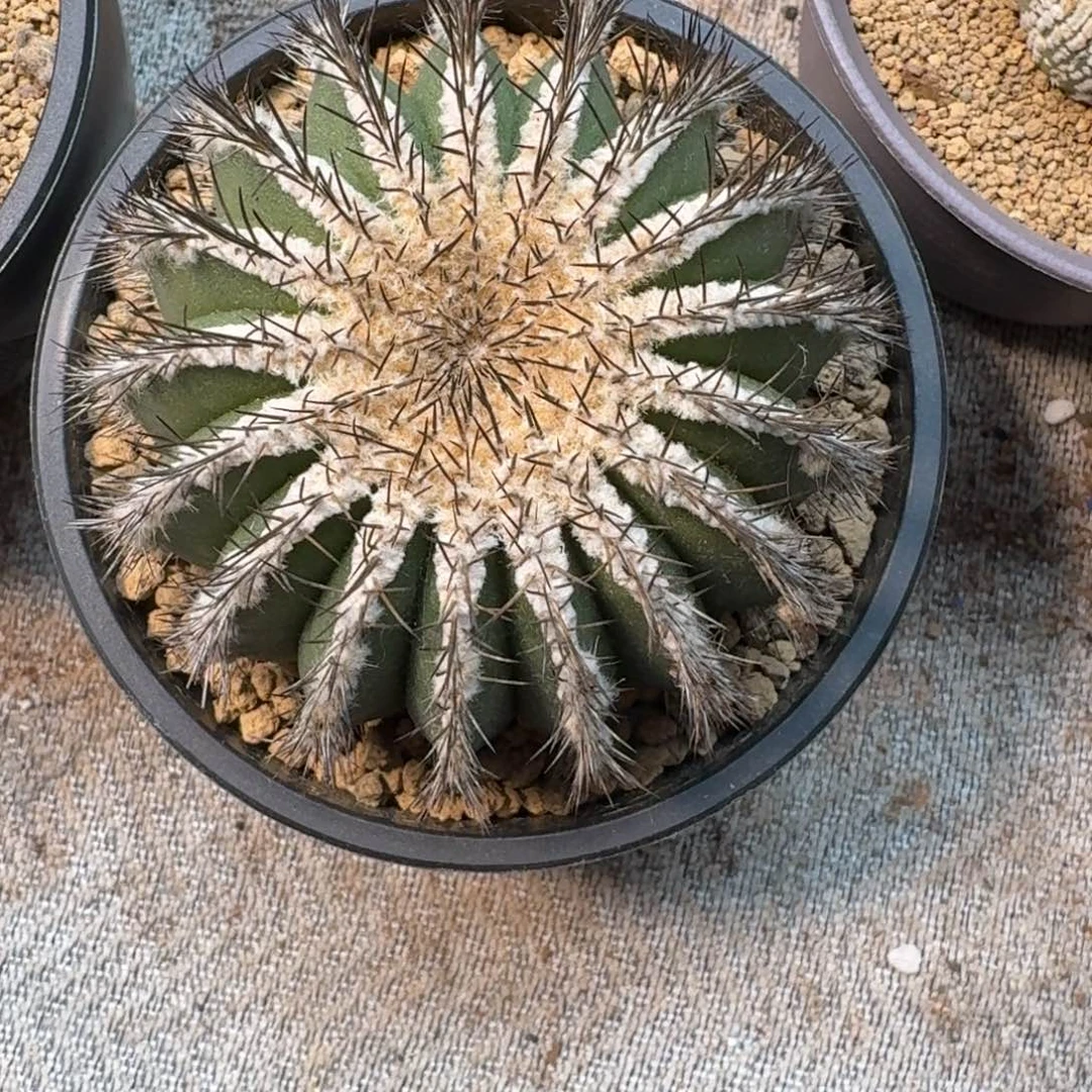 尤伯球带盆土根系养定