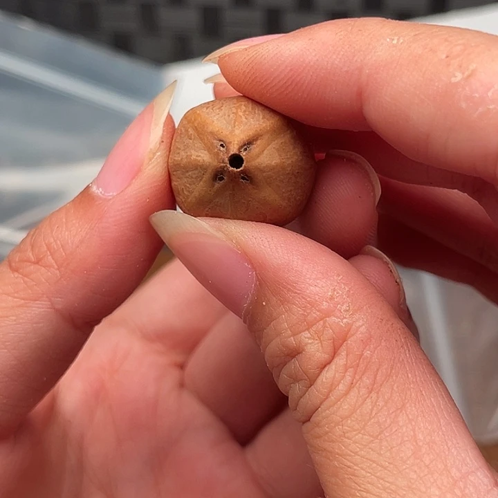 橄榄核手串/手链橄榄