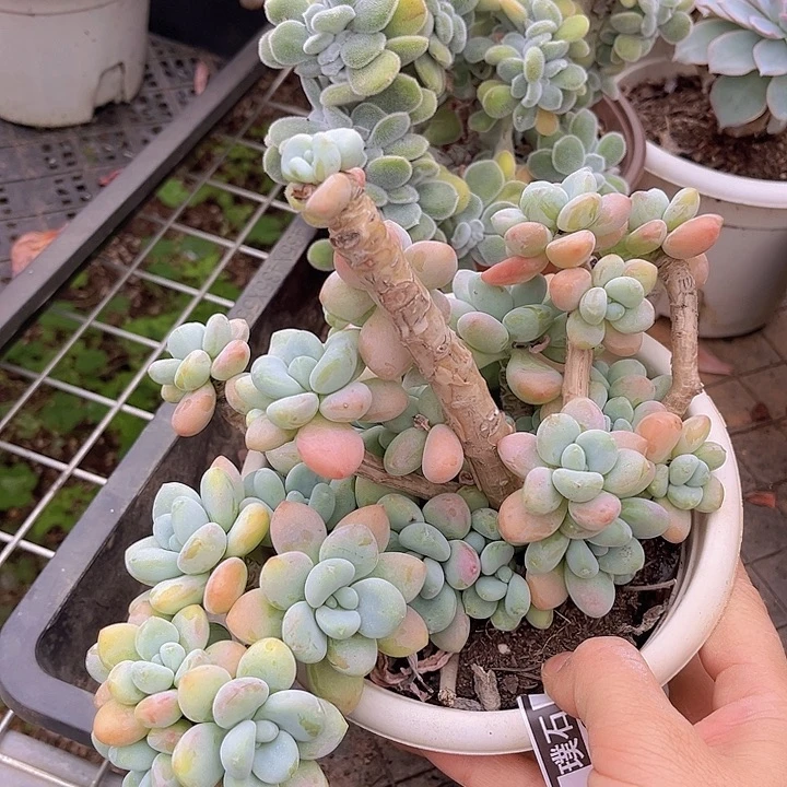 洛神2160多肉植物
