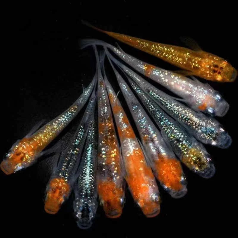 冷水鱼活体观背青鳉小型鱼活体观赏鱼不加温度不打氧观赏鱼小型