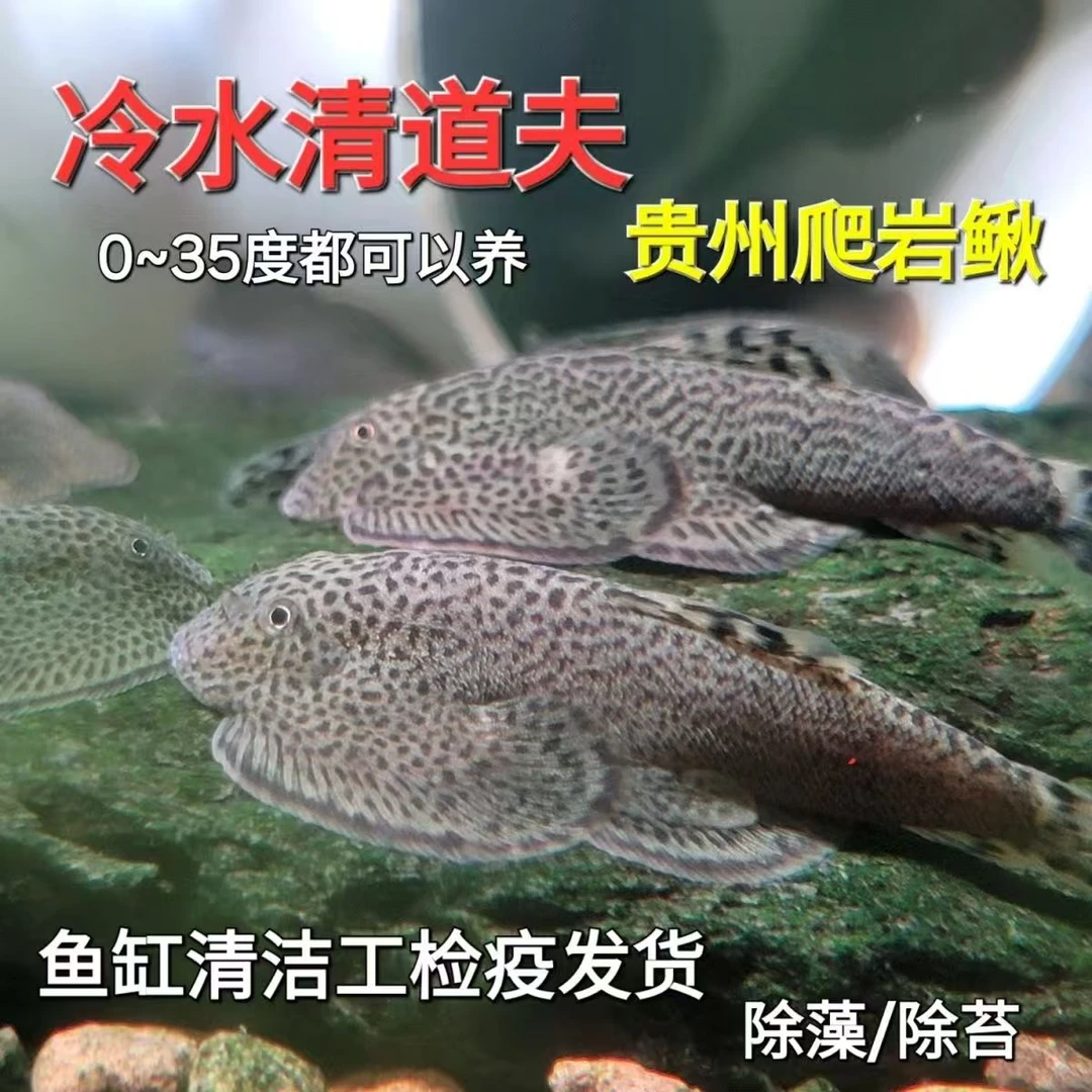 贵州爬岩鳅双吸盘除藻清道夫冷水淡水清洁鱼招财猫观赏鱼蝶尾金鱼