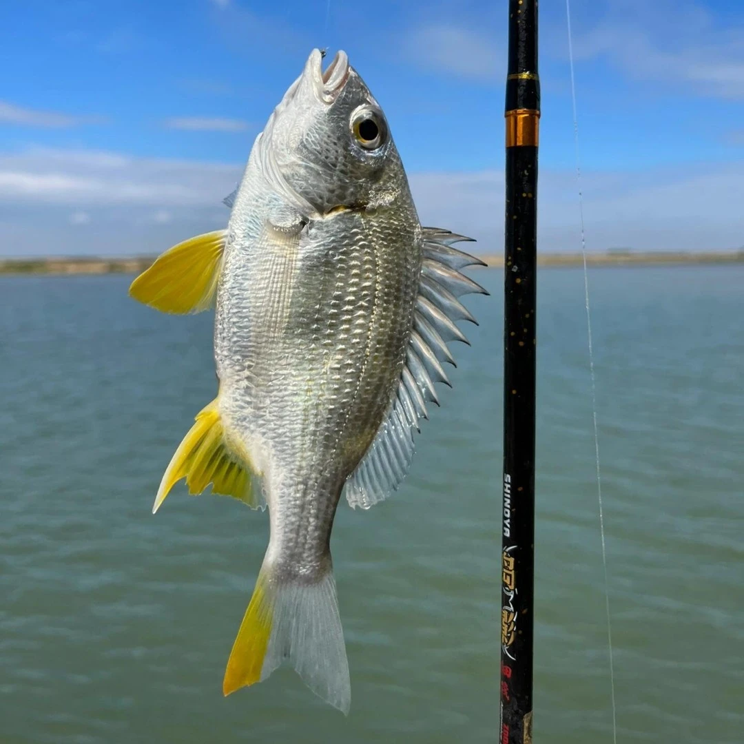 汕尾本港黄脚立 黄翅鲷 推荐清蒸香煎