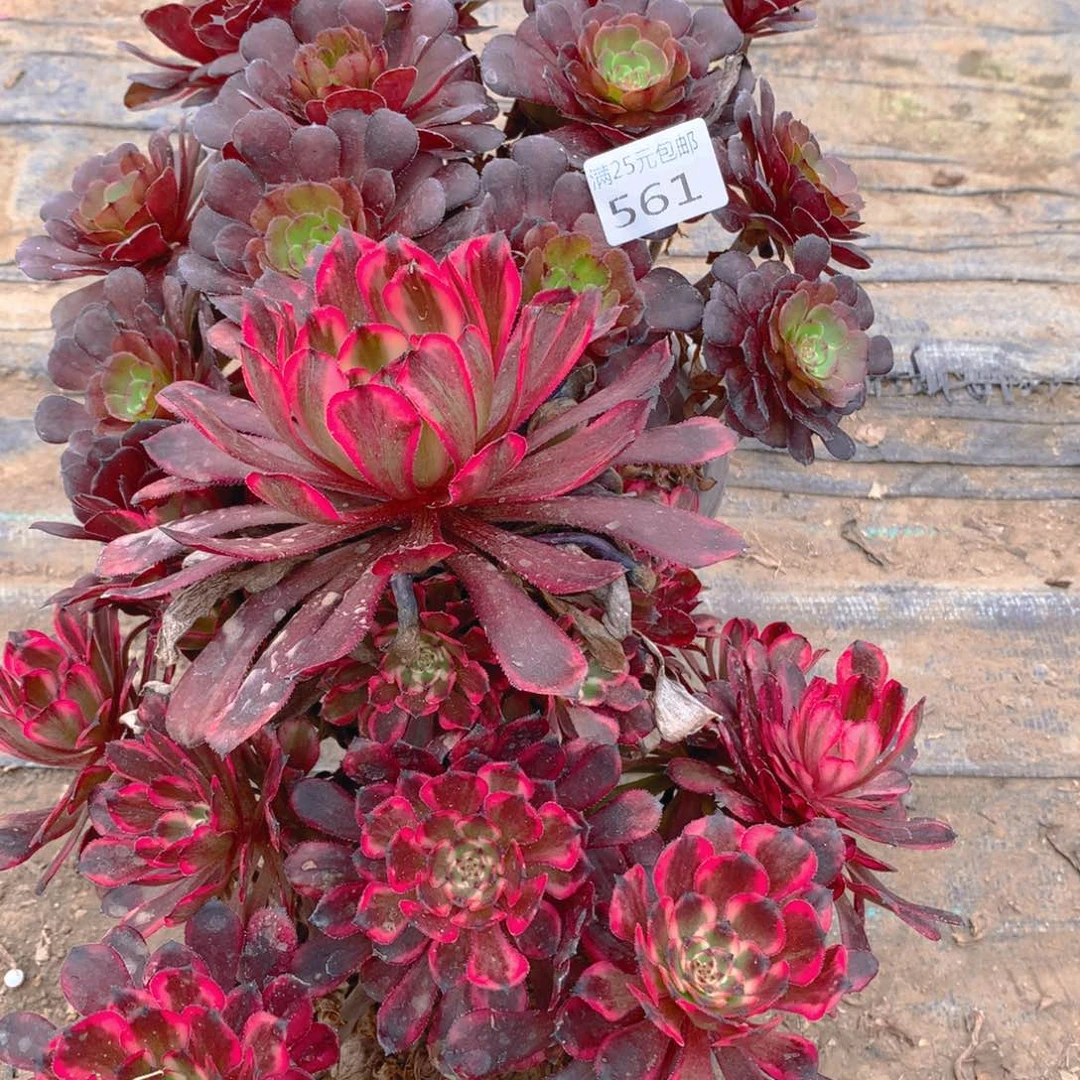 561法师组合2个老桩