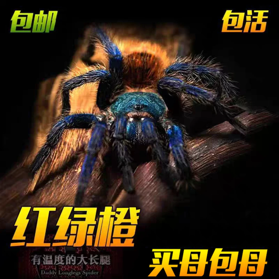 委内瑞拉红绿橙蜘蛛新手网红宠物好饲养颜色艳丽漂亮爬宠蜘蛛活体