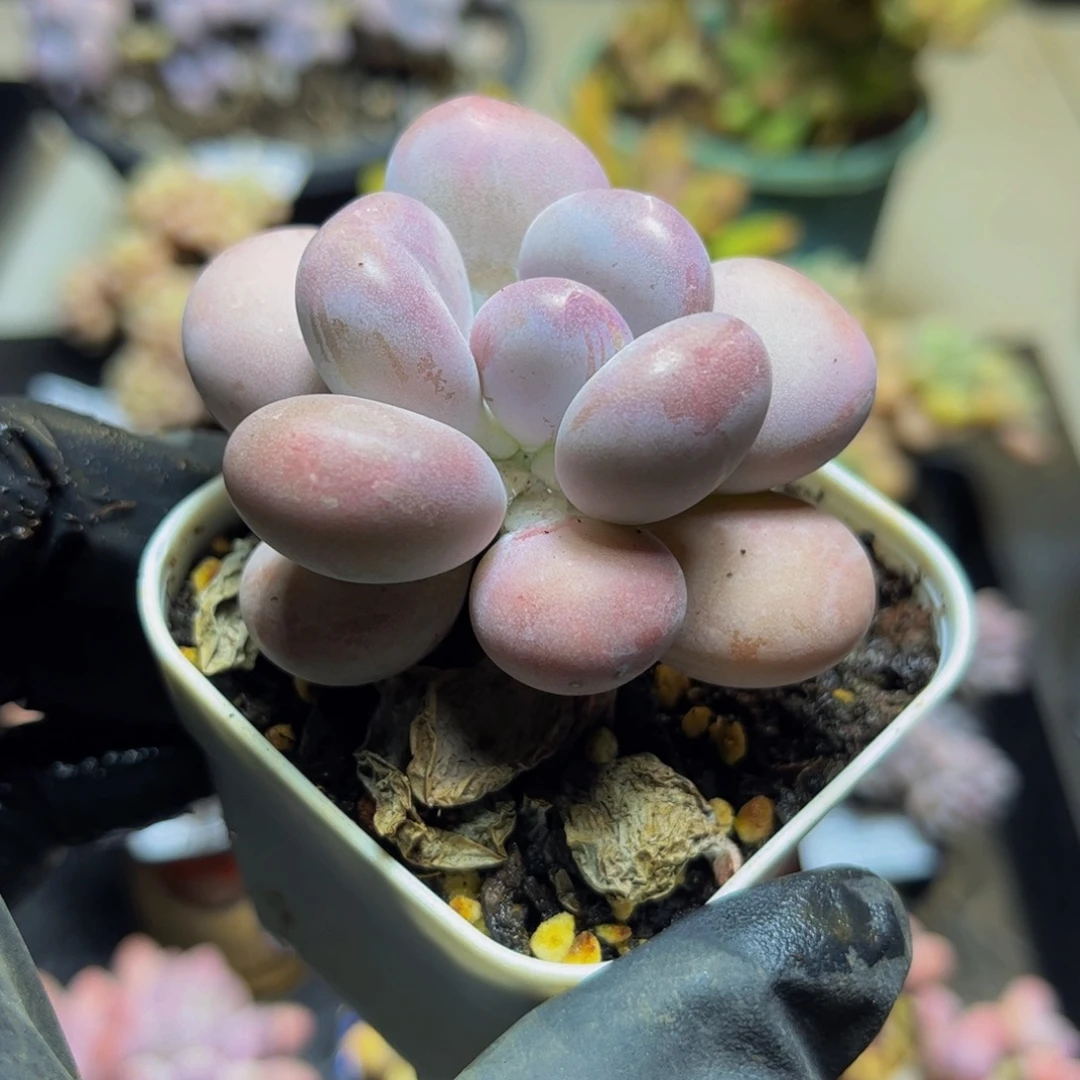 311达摩奶酪6厘米多肉