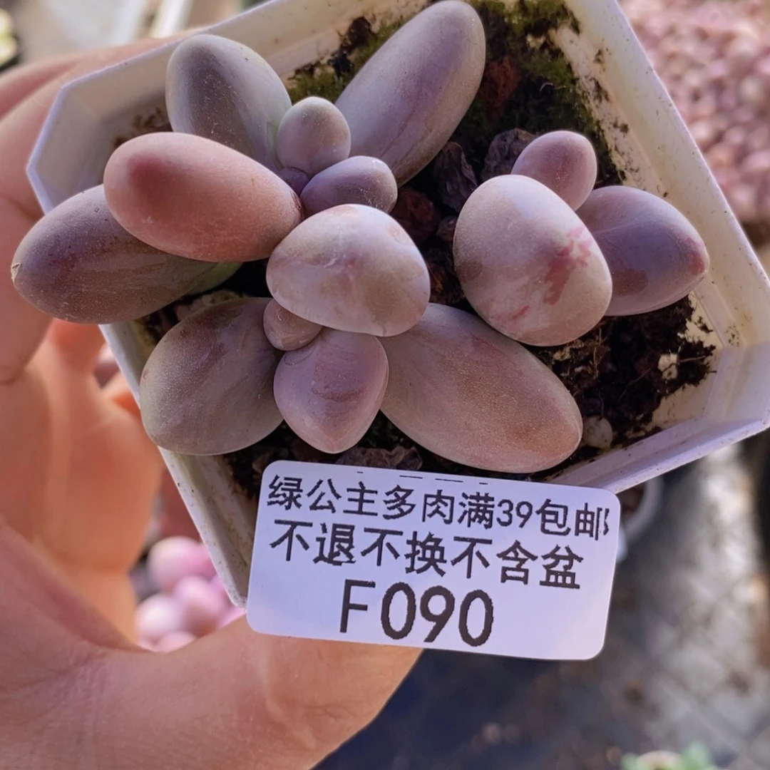 糖果美人6cm090多肉植物