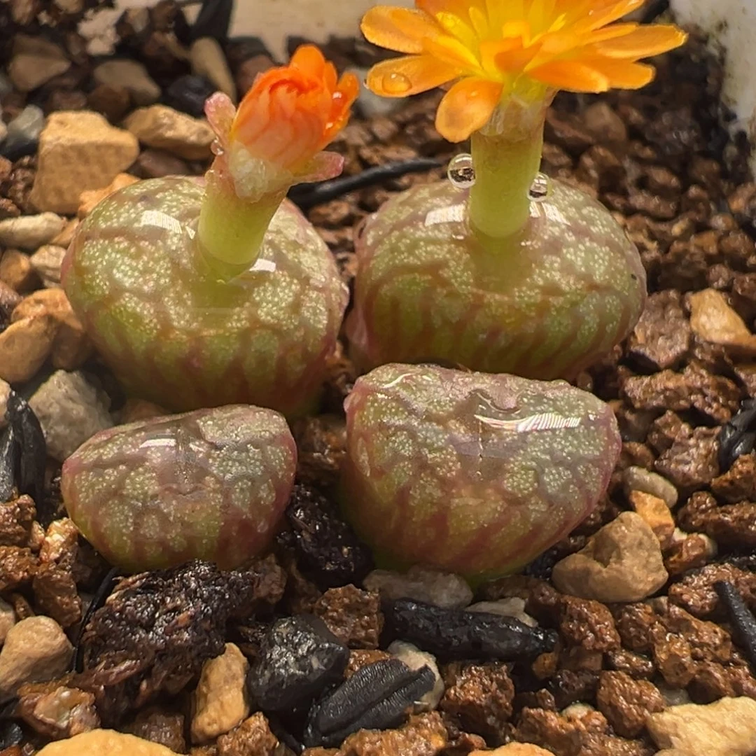 541多肉植物种类多样