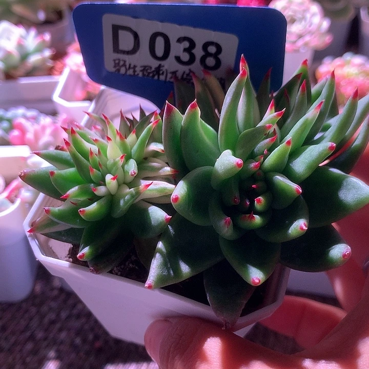 野生玛利亚缀化有根