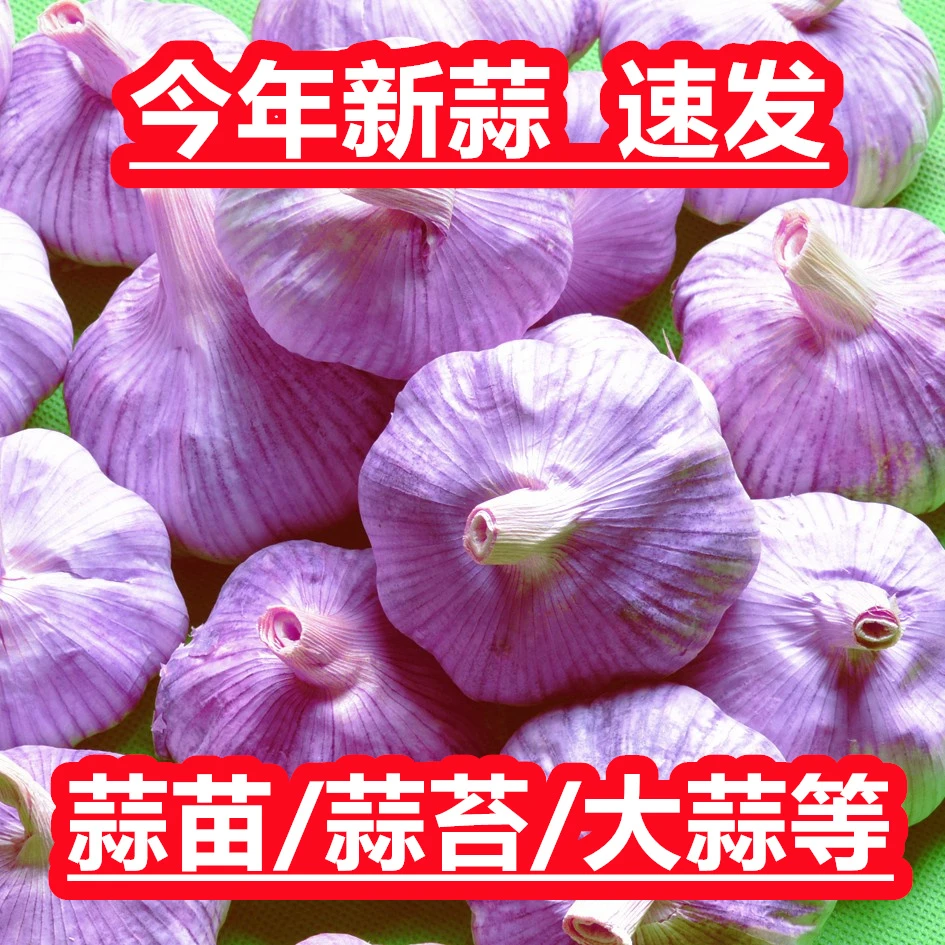 秋种大蒜带芽蒜头有胚芽直接栽高产可水培蒜苗可做蒜种子用带箱重