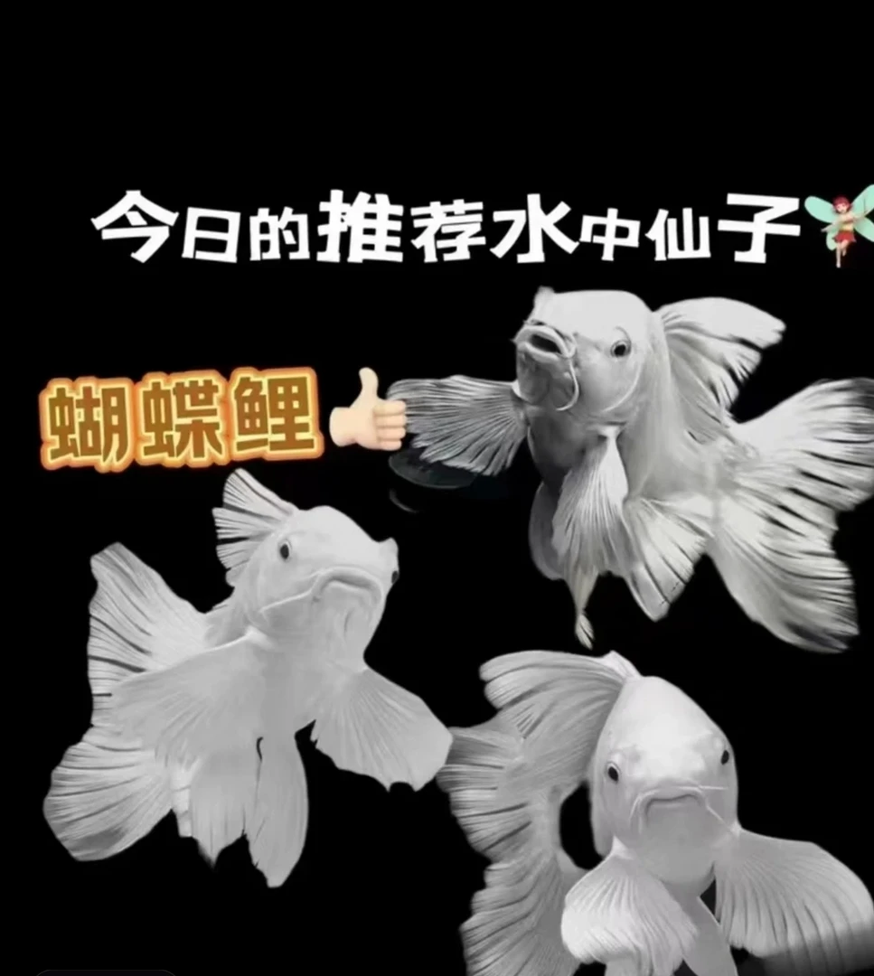 纯种台系短身球体蝴蝶鲤冷水观赏鱼好养耐活