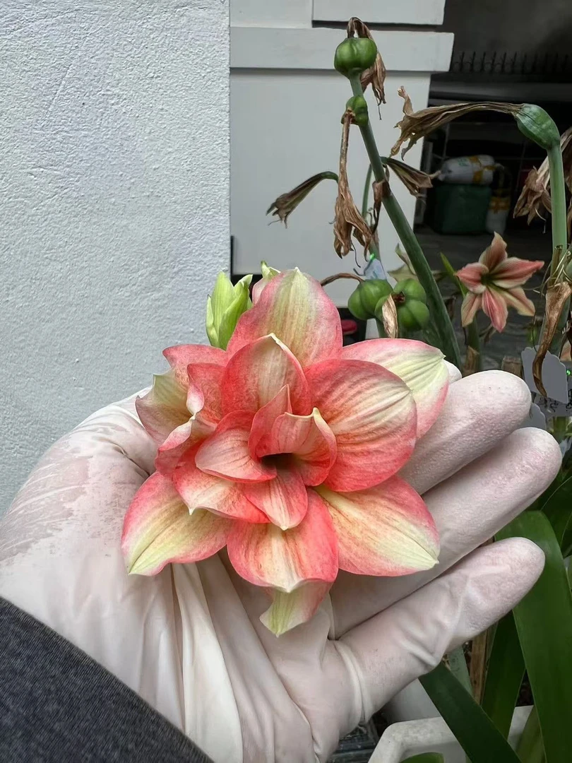 S孤挺花园 BA0021+组合 裸球