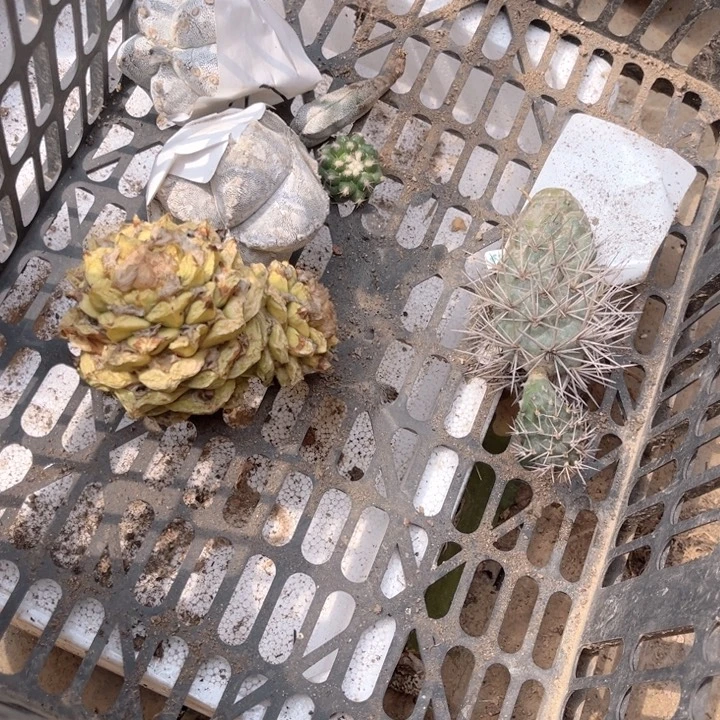 五个仙人球打包开花