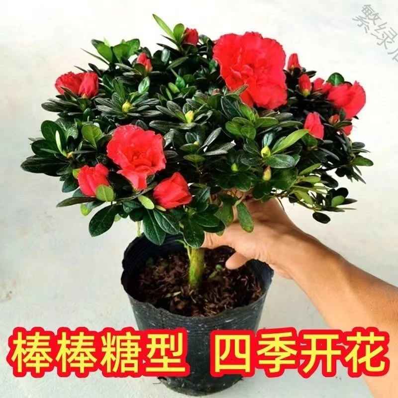 带花苞四季开花花卉发货带花苞盆栽易活室内外阳台好养杜鹃花