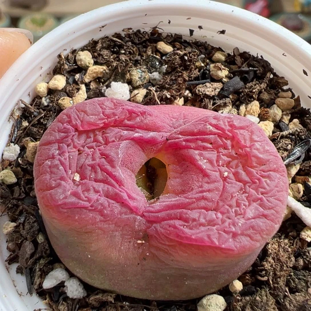 多肉植物124号毛毛