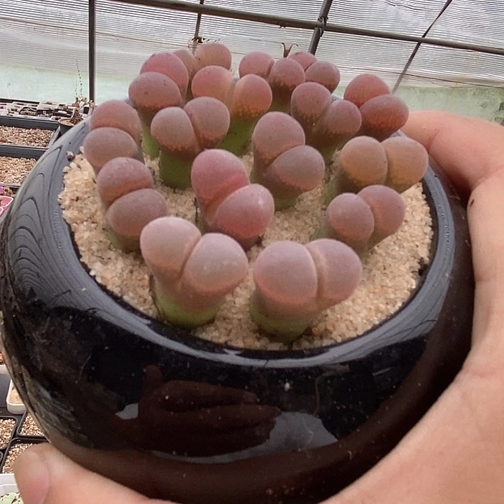 戏**人17502鲑鱼粉杂c10一盒