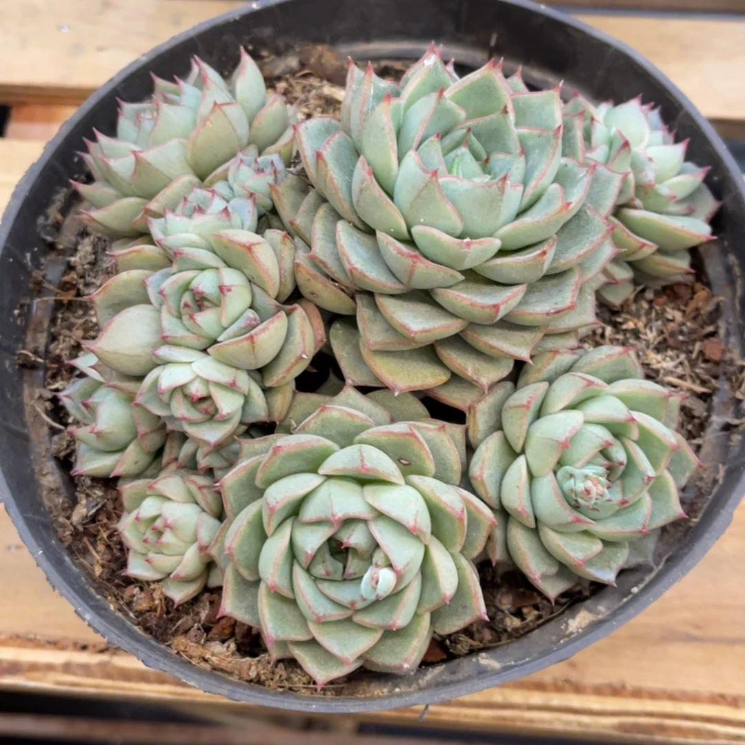 骑****姨3838388338386883