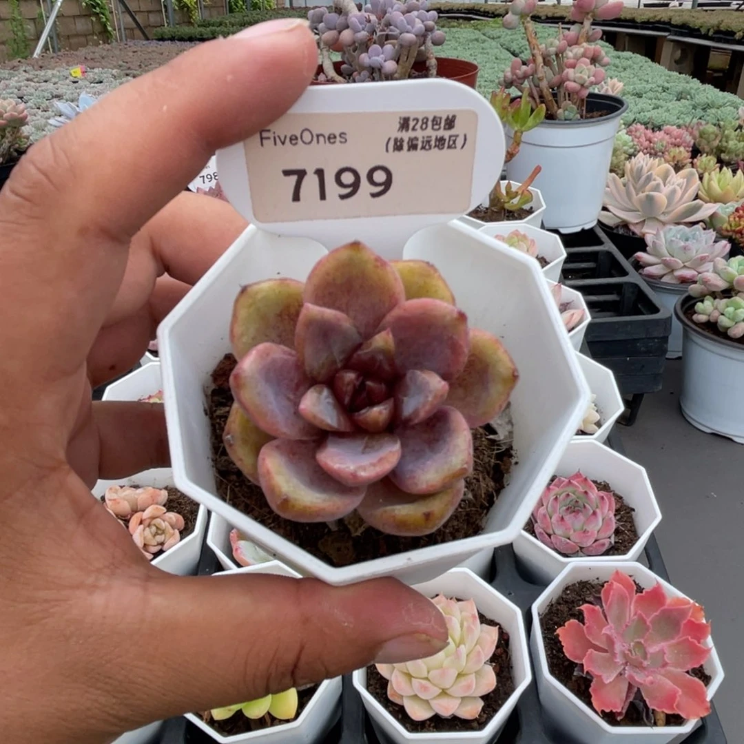 7199巧克力慕斯4.5厘米