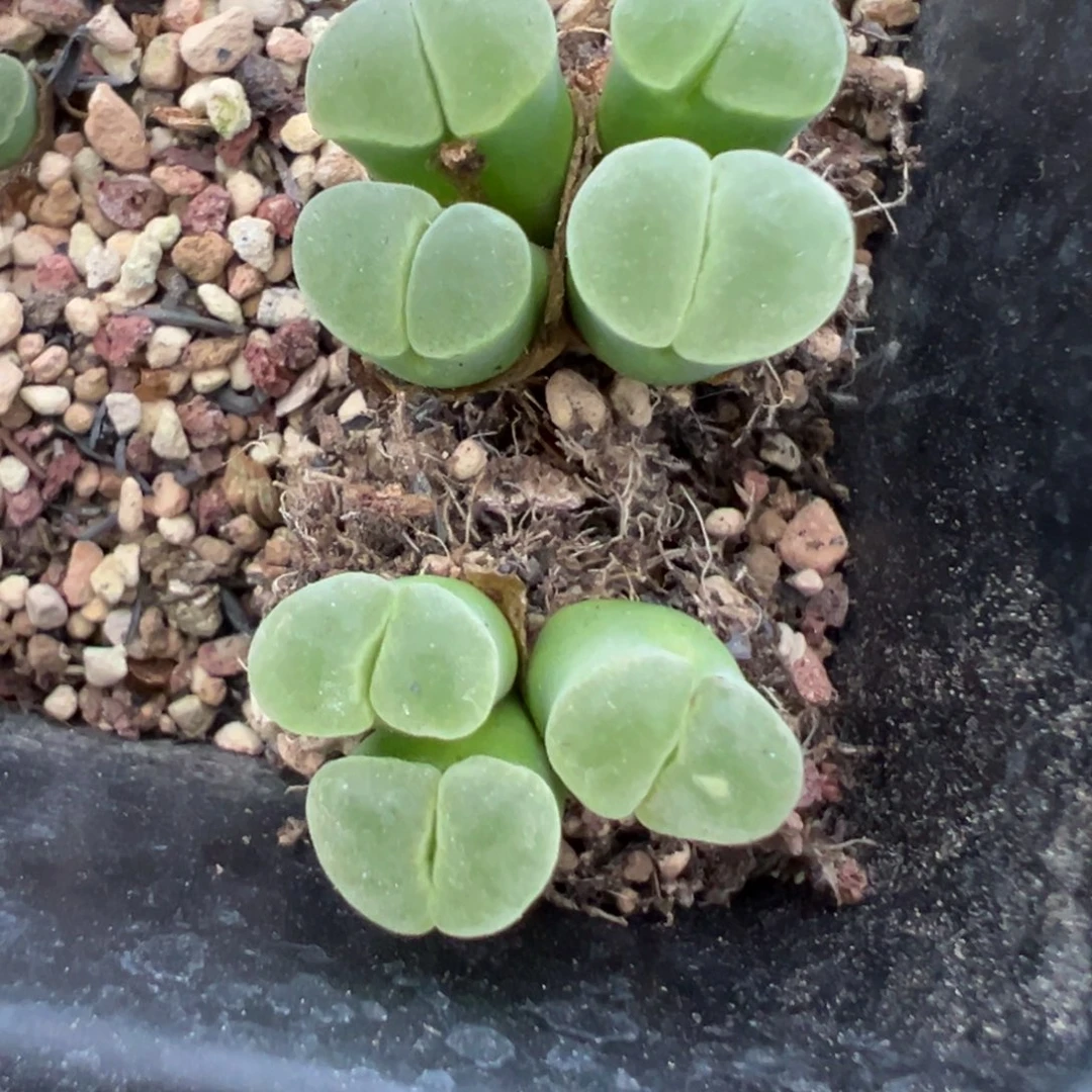 小***福专拍专拍 肉锥植物