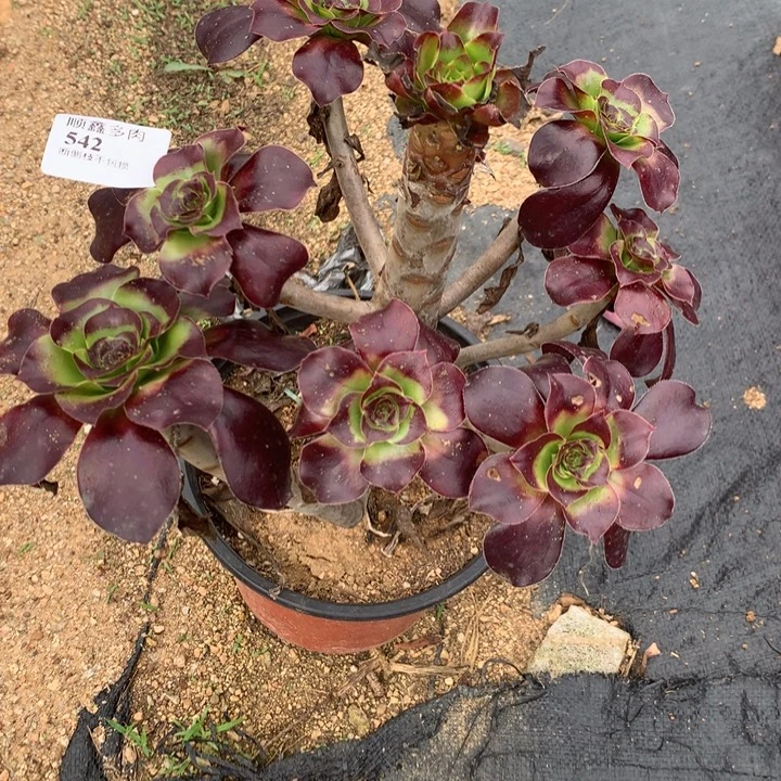 542巫毒多肉植物特价