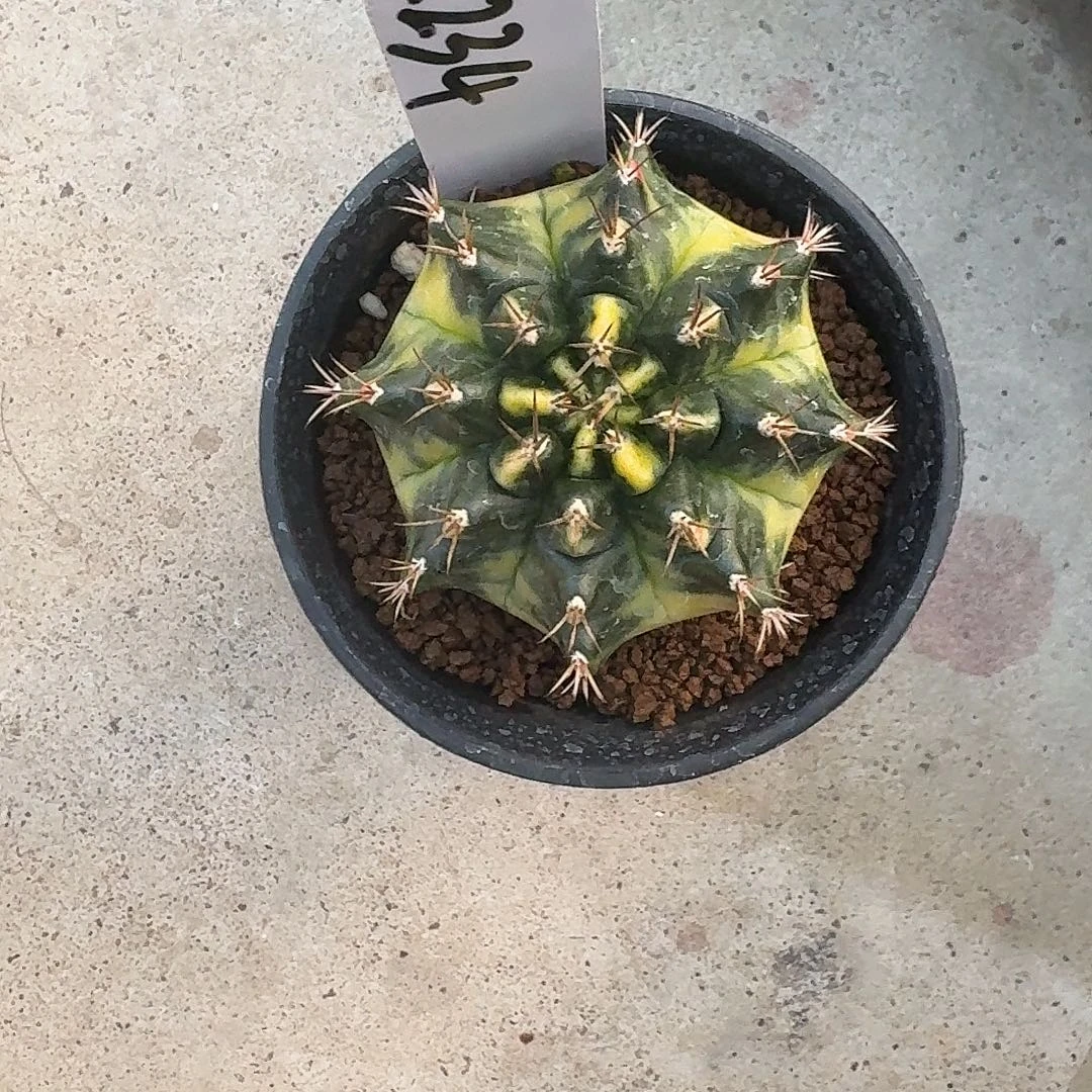 L234-1124广东发货 自由精神