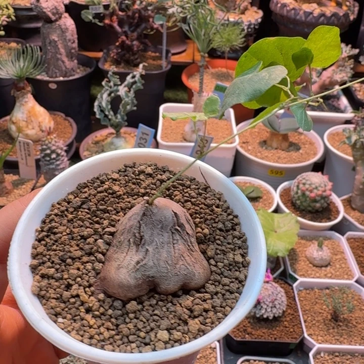 象足龟018 仙人球