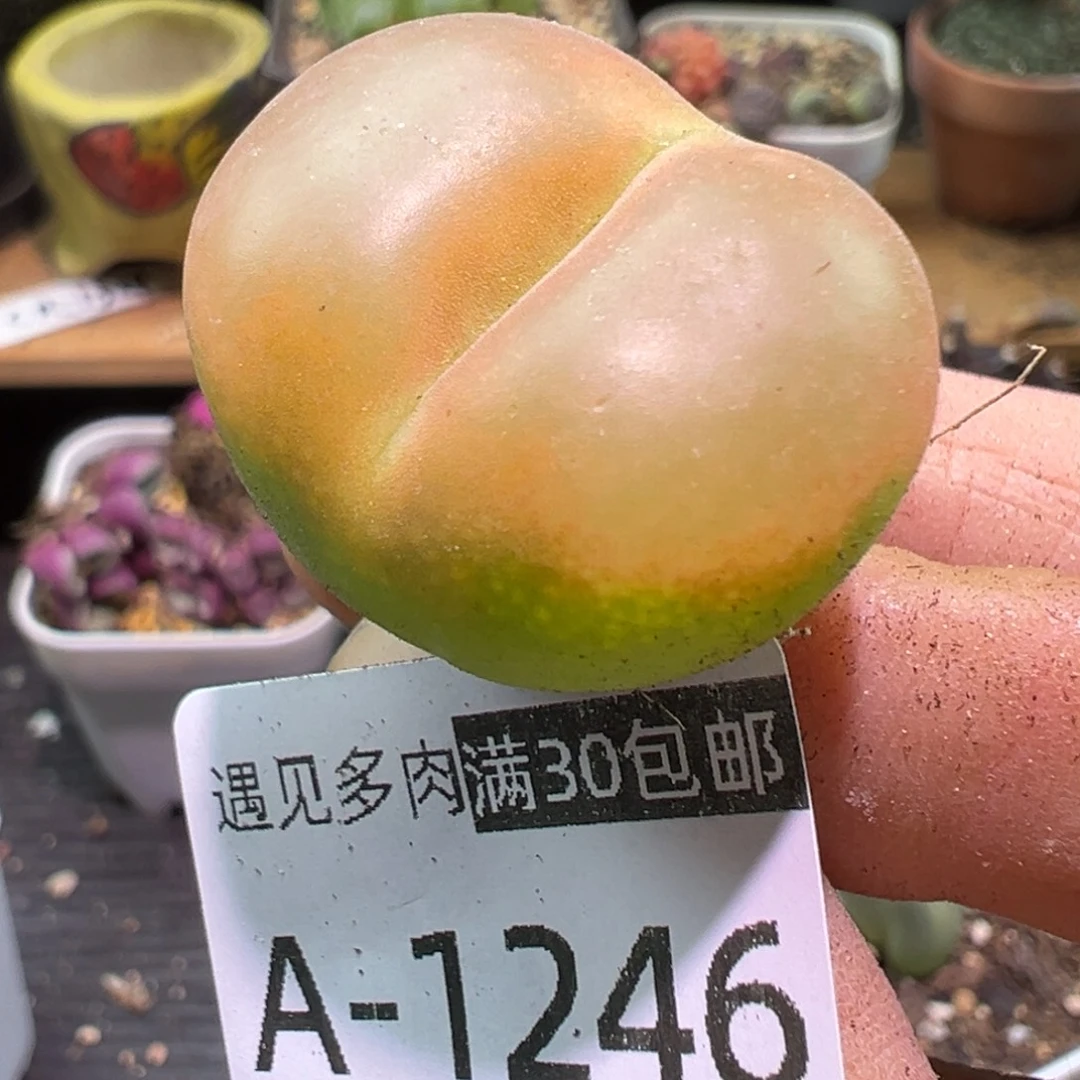 多肉植物1111111111111