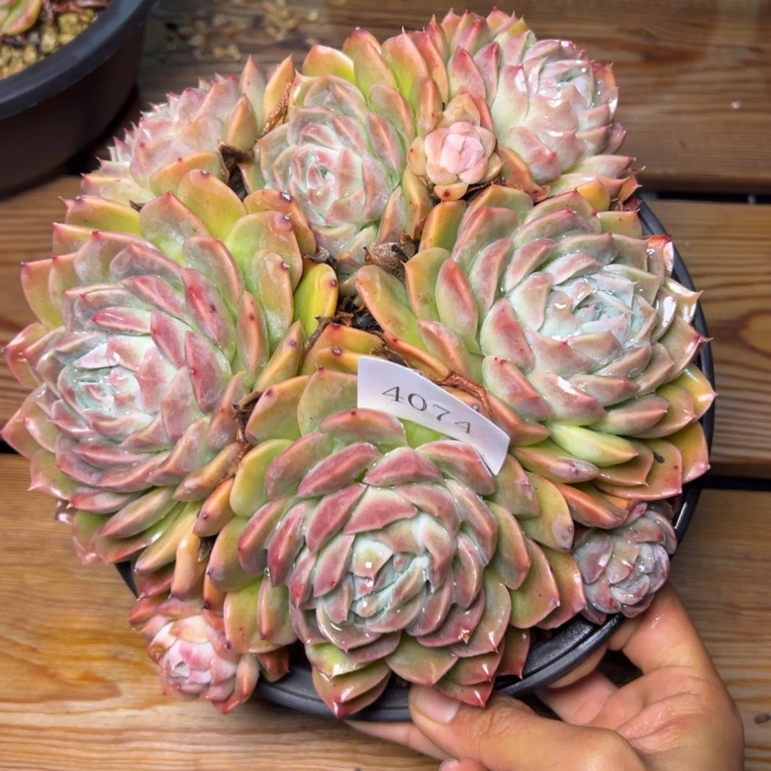 h****24074多肉多多多多