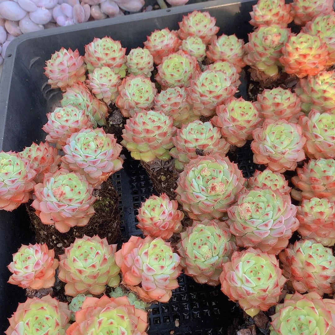 熊猫脸两颗356788999000