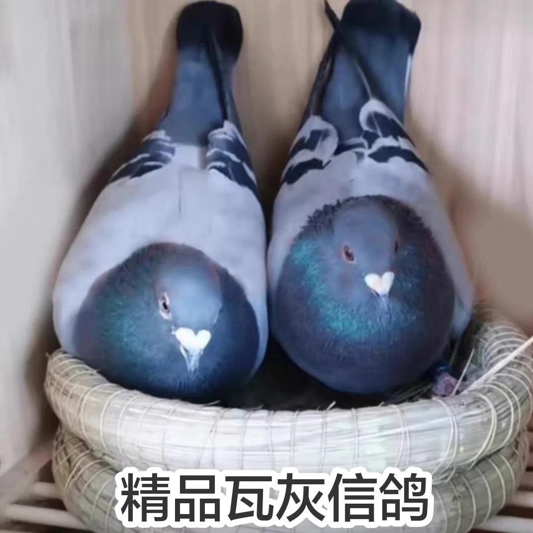 成绩鸽公棚、协会、血统鸽足环用品