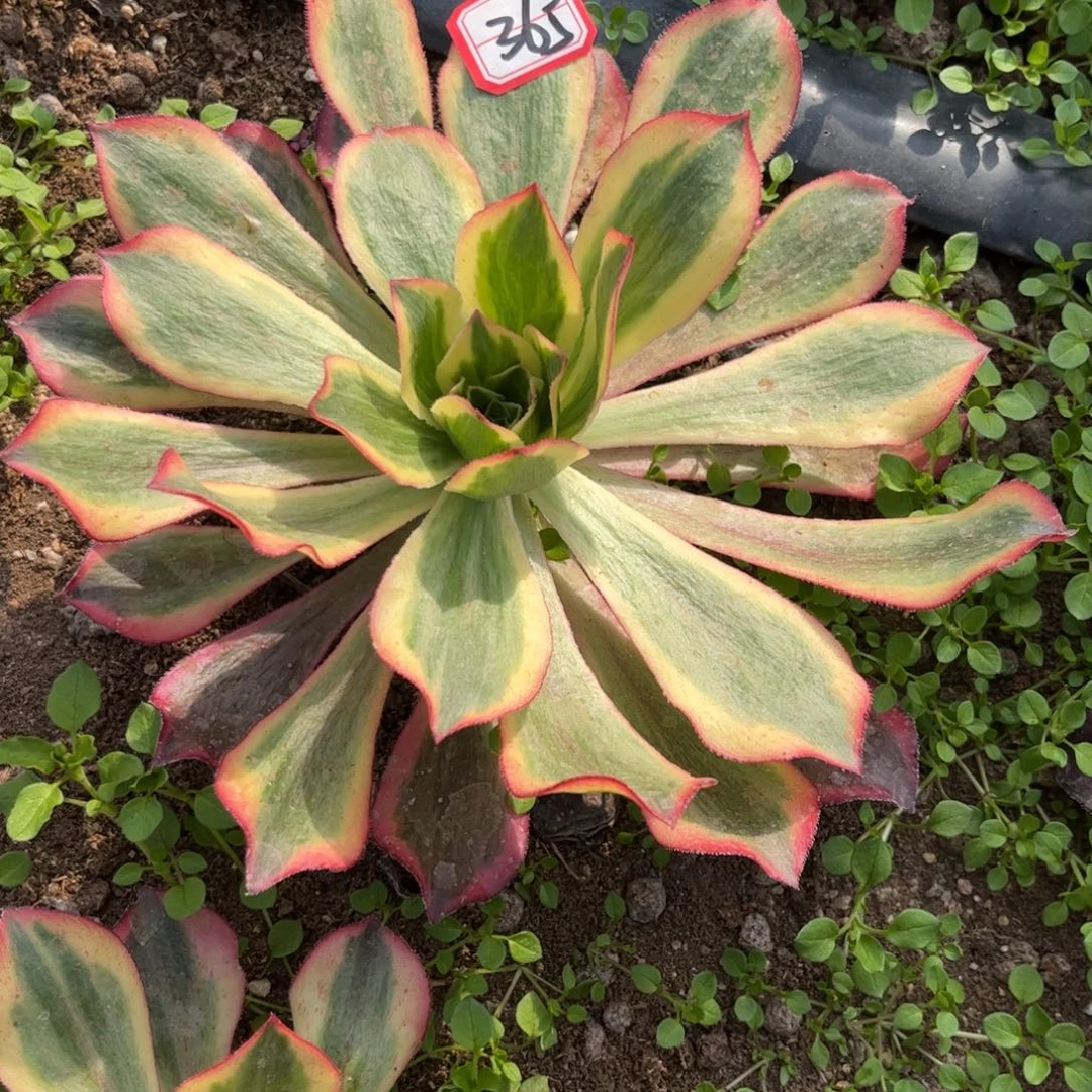 365多肉植物魅影带侧芽