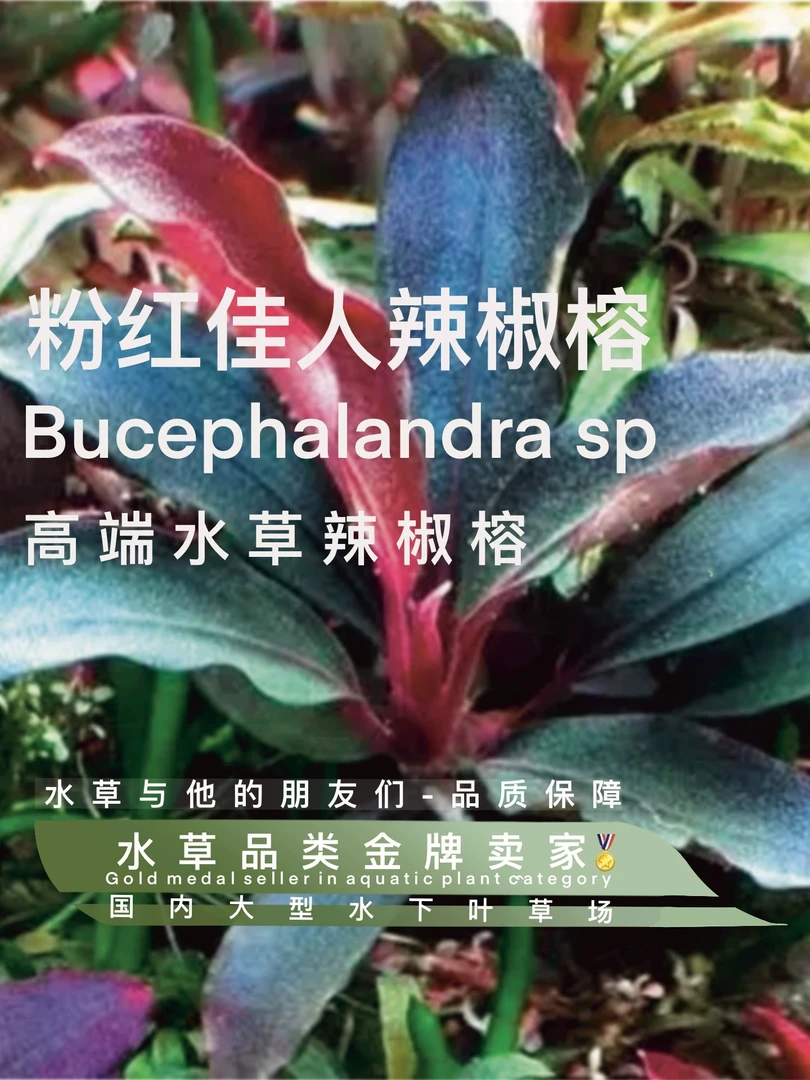 粉红佳人（100%水下叶）单颗大植株。阴性高端进口阴性水草易发色