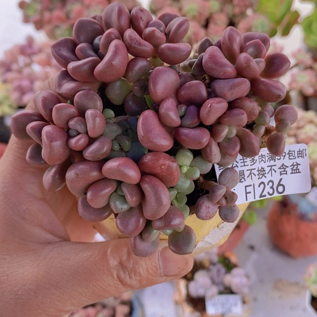 先锋派散拼8cm236多肉植物